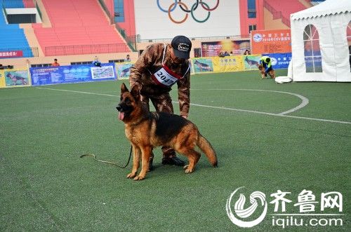 名犬登場